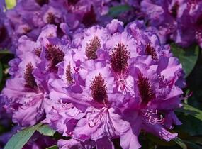 Pěnišník (T) 'Peter Alan' - Rhododendron (T) 'Peter Alan'