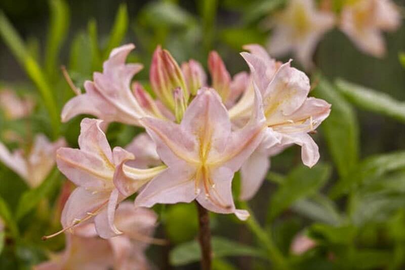 Azalka 'Chanel' - Azalea (KH) 'Chanel'
