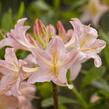 Azalka 'Chanel' - Azalea (KH) 'Chanel'