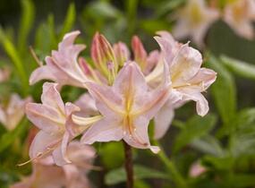 Azalka 'Chanel' - Azalea (KH) 'Chanel'