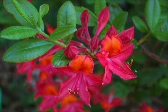 Azalka 'Tunis' - Azalea (KH) 'Tunis'