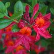 Azalka 'Tunis' - Azalea (KH) 'Tunis'
