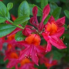 Azalka 'Tunis' - Azalea (KH) 'Tunis'