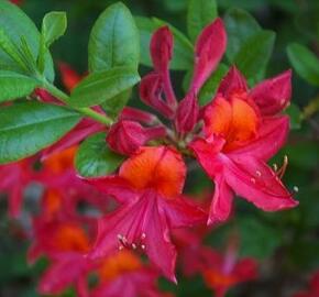 Azalka 'Tunis' - Azalea (KH) 'Tunis'