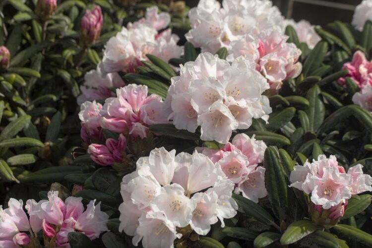 Pnink 'Edelweiss' - Rhododendron (Y) 'Edelweiss' | Zahradnictv FLOS