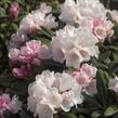 Pěnišník 'Edelweiss' - Rhododendron (Y) 'Edelweiss'