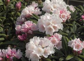 Pěnišník 'Edelweiss' - Rhododendron (Y) 'Edelweiss'