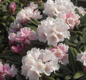 Pěnišník 'Edelweiss' - Rhododendron (Y) 'Edelweiss'