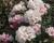 Pěnišník 'Edelweiss'