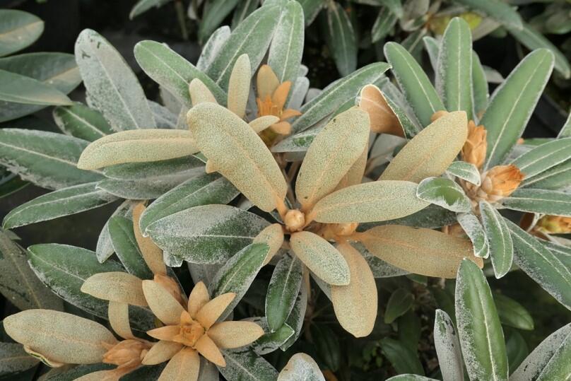 Pěnišník 'Edelweiss' - Rhododendron (Y) 'Edelweiss'