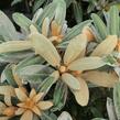 Pěnišník 'Edelweiss' - Rhododendron (Y) 'Edelweiss'