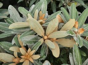 Pěnišník 'Edelweiss' - Rhododendron (Y) 'Edelweiss'