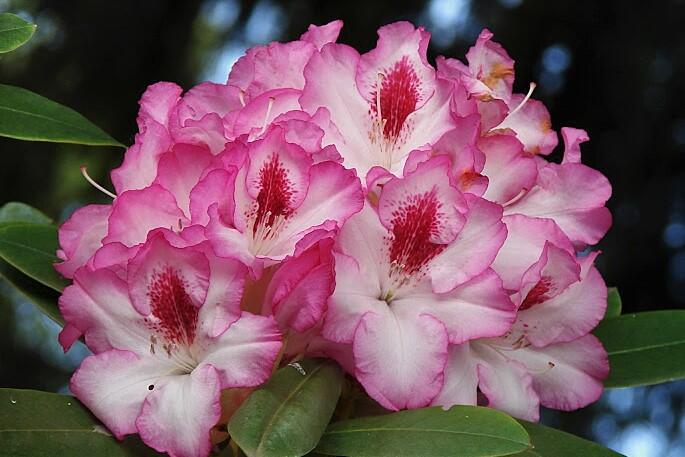 Pěnišník 'Hachmann's Charmant' - Rhododendron 'Hachmann's Charmant'
