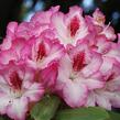 Pěnišník 'Hachmann's Charmant' - Rhododendron 'Hachmann's Charmant'
