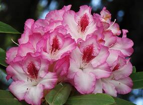 Pěnišník 'Hachmann's Charmant' - Rhododendron 'Hachmann's Charmant'
