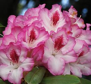 Pěnišník 'Hachmann's Charmant' - Rhododendron 'Hachmann's Charmant'