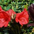 Pěnišník 'Elizabeth Red Foliage' - Rhododendron 'Elizabeth Red Foliage'