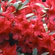 Pěnišník 'Elizabeth Red Foliage' - Rhododendron 'Elizabeth Red Foliage'