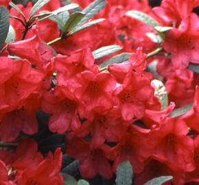 Pěnišník 'Elizabeth Red Foliage' - Rhododendron 'Elizabeth Red Foliage'