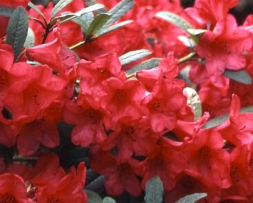 Pěnišník 'Elizabeth Red Foliage'