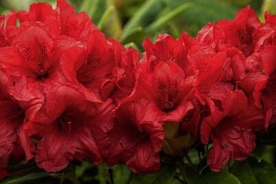Pěnišník 'Dopey' - Rhododendron (Y) 'Dopey'