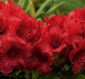 Pěnišník 'Dopey' - Rhododendron (Y) 'Dopey'