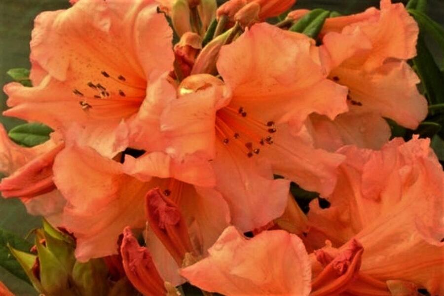 Pěnišník 'Tortoiseshell Orange' - Rhododendron (T) 'Tortoiseshell Orange'