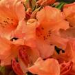 Pěnišník 'Tortoiseshell Orange' - Rhododendron (T) 'Tortoiseshell Orange'