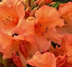 Pěnišník 'Tortoiseshell Orange' - Rhododendron (T) 'Tortoiseshell Orange'