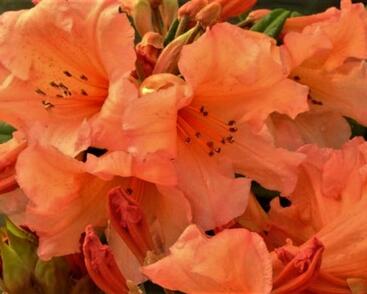 Pěnišník 'Tortoiseshell Orange'