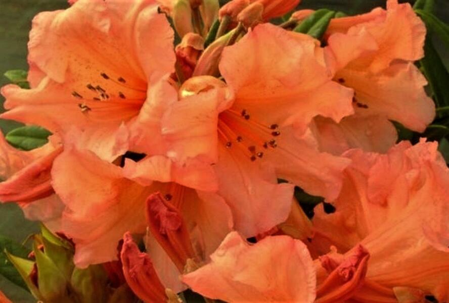 Pěnišník 'Tortoiseshell Orange' - Rhododendron (T) 'Tortoiseshell Orange'