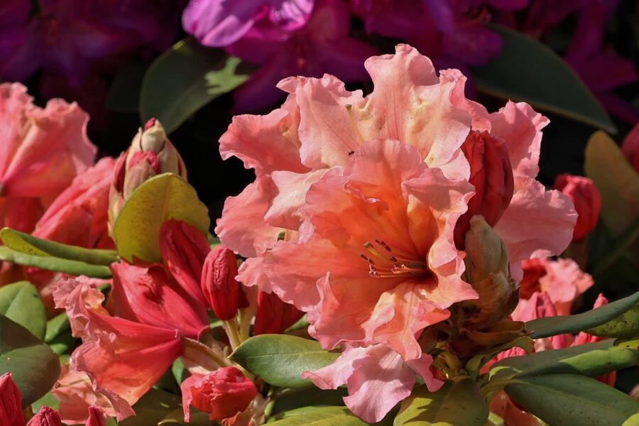 Pěnišník 'Sun Glory' - Rhododendron 'Sun Glory'