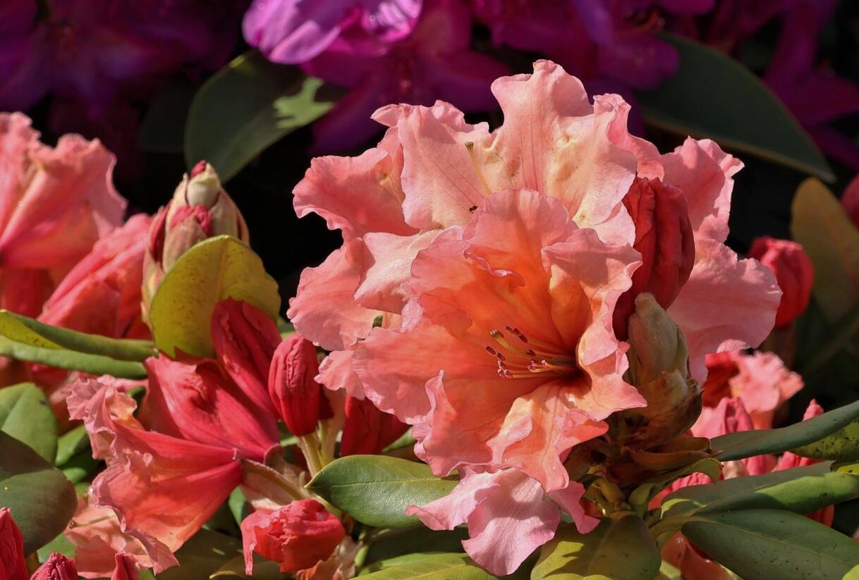 Pěnišník 'Sun Glory' - Rhododendron 'Sun Glory'