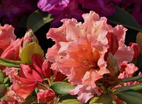 Pěnišník 'Sun Glory' - Rhododendron 'Sun Glory'