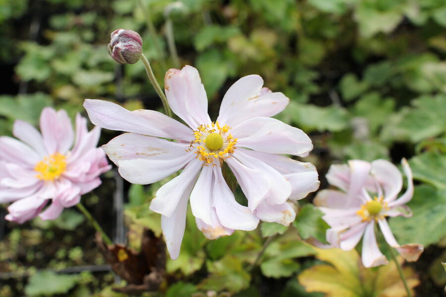 Trvalkový záhon do stínu Stinné místo - Stinné místo