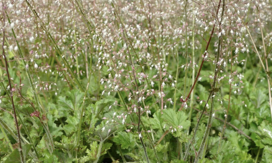 Trvalkový záhon do stínu Stinné místo - Stinné místo