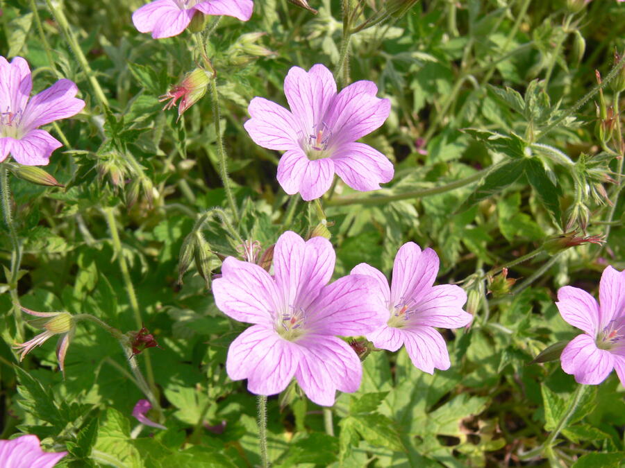 Trvalkový záhon do stínu Stinné místo - Stinné místo