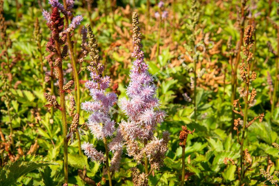 Trvalkový záhon do stínu Svah ve stínu - Svah ve stínu