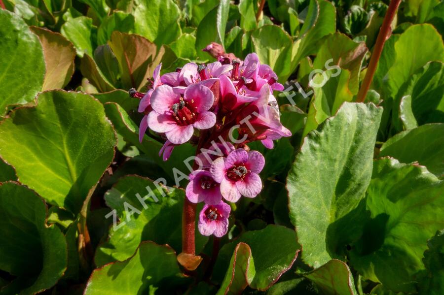 Trvalkový záhon do stínu Svah ve stínu - Svah ve stínu