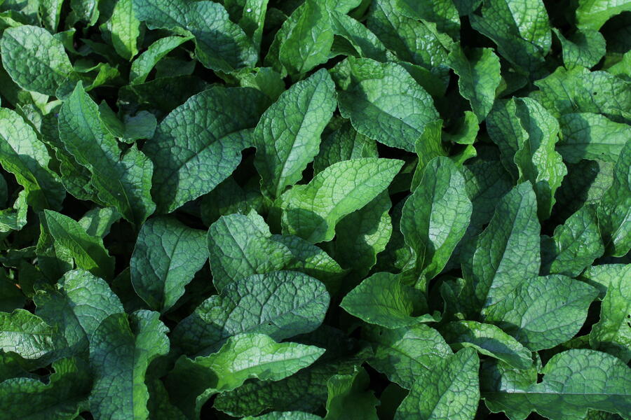 Trvalkový záhon do stínu Svah ve stínu - Svah ve stínu