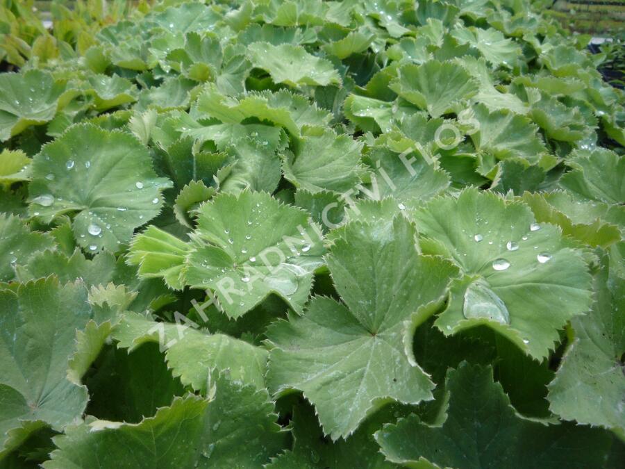 Trvalkový záhon do stínu Svah ve stínu - Svah ve stínu