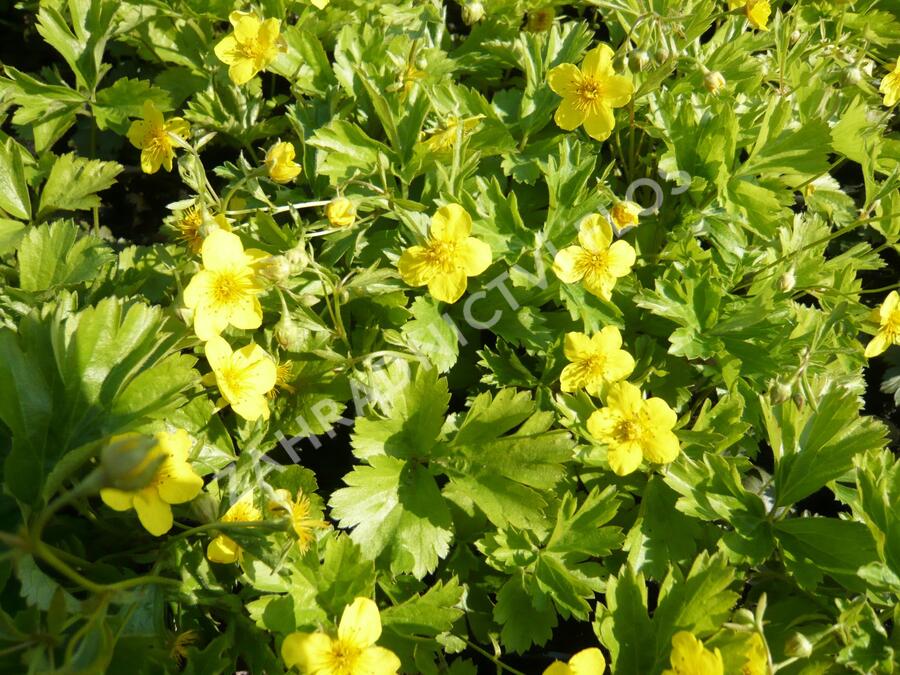 Trvalkový záhon do stínu Svah ve stínu - Svah ve stínu