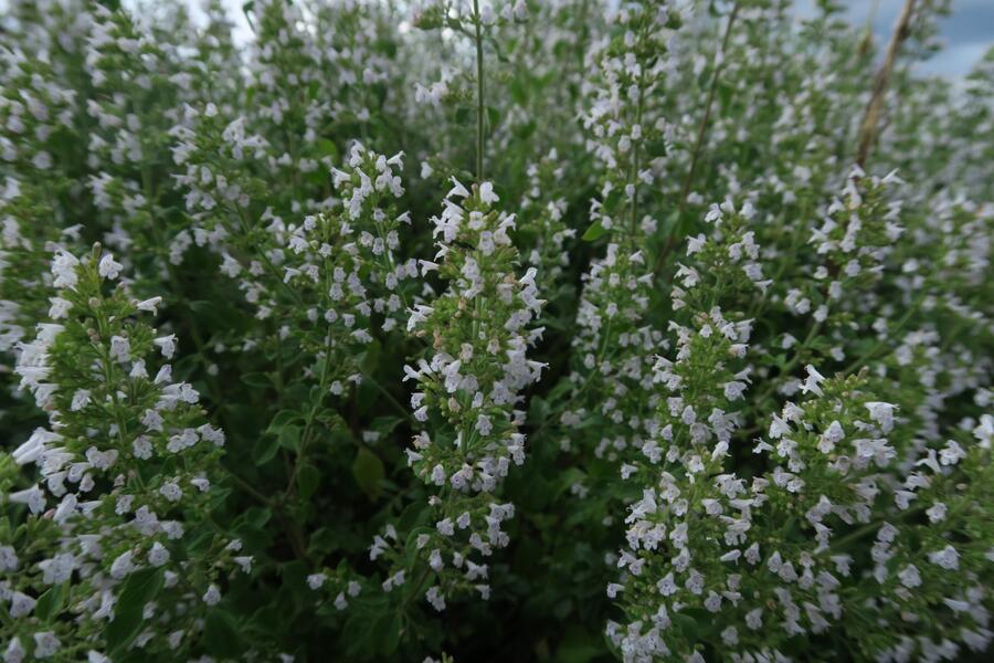 Trvalkový záhon na slunce Tón v tónu - bílá - Tón v tónu - bílá