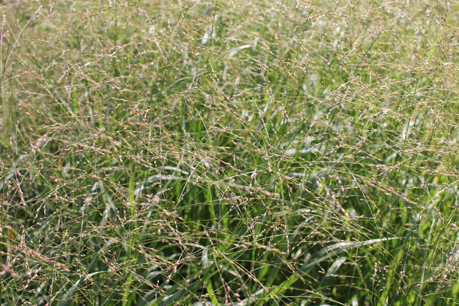 Trvalkový záhon na slunce Tón v tónu - bílá - Tón v tónu - bílá