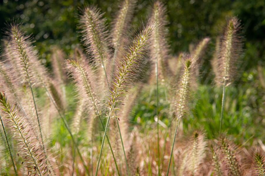Trvalkový záhon na slunce Tón v tónu - bílá - Tón v tónu - bílá