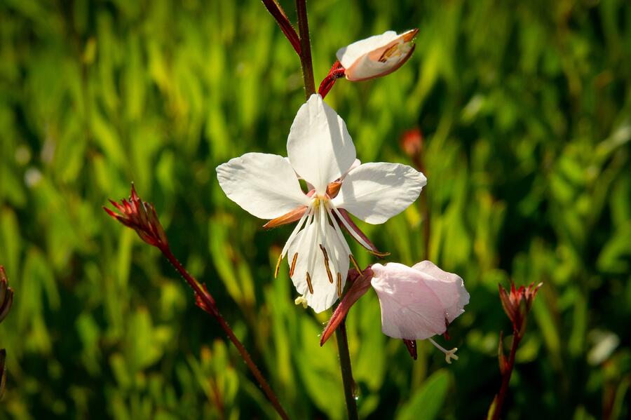 Trvalkový záhon na slunce Tón v tónu - bílá - Tón v tónu - bílá