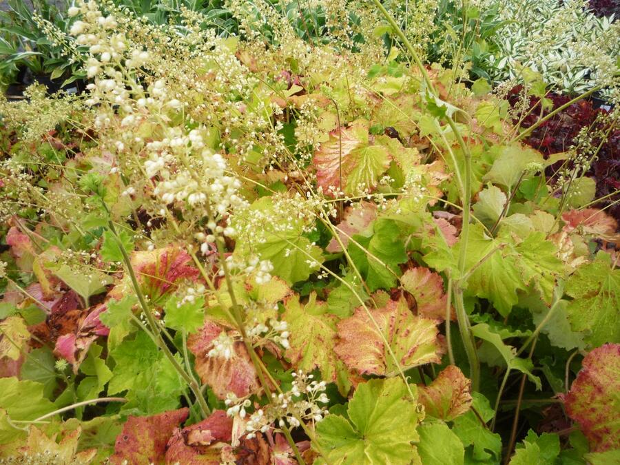 Trvalkový záhon na slunce Tón v tónu - bílá - Tón v tónu - bílá