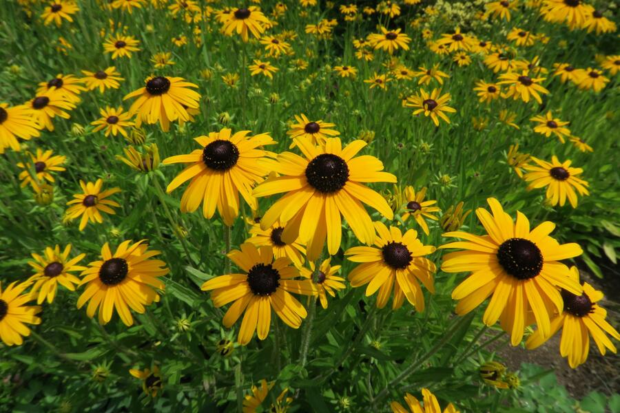 Trvalkový záhon na slunce Slunečné léto - Slunečné léto