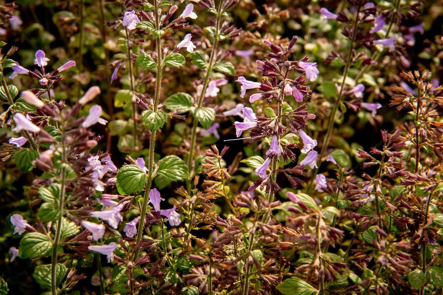 Trvalkový záhon na slunce Slunečné léto - Slunečné léto