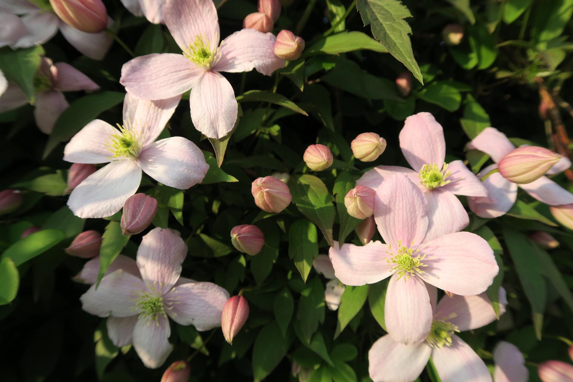 Clematis montana ''Rubens''